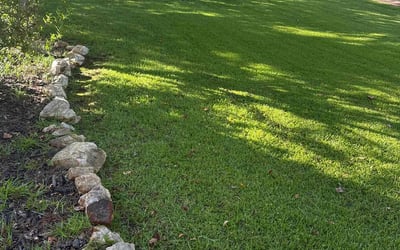 Photo of Francisco A.'s yard after getting lawn care in Westminster, CA