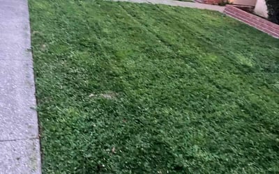 Photo of LaQuita L.'s yard after getting lawn care in Yuba City, CA