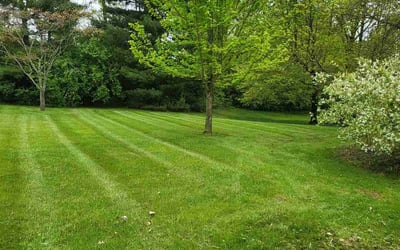 Photo of Tiffany B.'s yard after getting lawn care in Forest Park, OH
