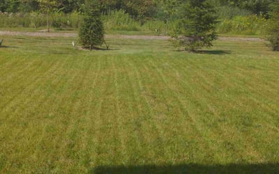 Photo of Melissa L.'s yard after getting lawn care in Ann Arbor, MI