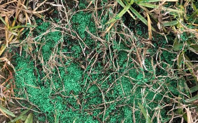 Photo of Gen S.'s yard after getting lawn care in Austin, TX