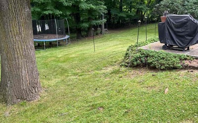 Photo of Elizabeth H.'s yard after getting lawn care in Jackson Heights, NY
