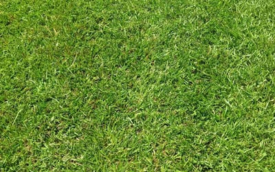 Photo of Ali A.'s yard after getting lawn care in Summerville, SC