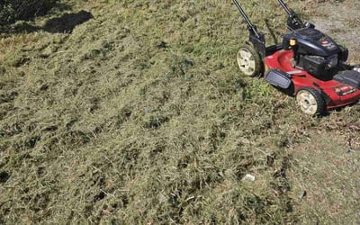 Photo of Sadie J.'s yard after getting lawn care in Glenville, NY
