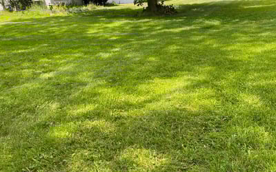 Photo of Shirley G.'s yard after getting lawn care in Kalamazoo, MI