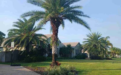 Photo of Andrew B.'s yard after getting lawn care in Carmichael, CA