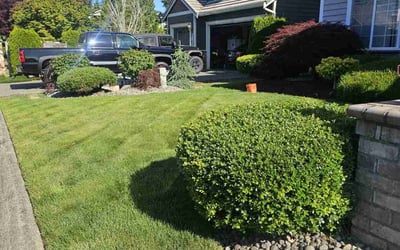 Photo of Michelle L.'s yard after getting lawn care in Schertz, TX