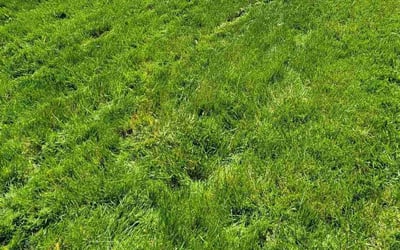 Photo of William S.'s yard after getting lawn care in Roy, UT