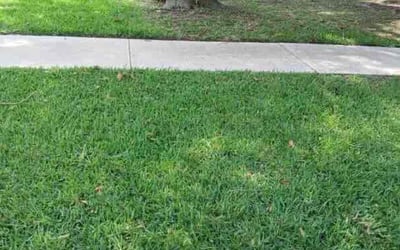 Photo of Michelle K.'s yard after getting lawn care in Ormond Beach, FL
