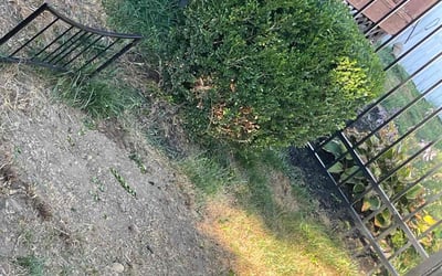 Photo of Nai J.'s yard after getting tree care in Snohomish, WA