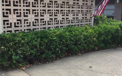 Photo of Mark J.'s yard after getting tree care in Hudson, FL