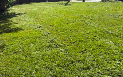 Photo of Nevaeh S.'s yard after getting lawn care in Huntsville, AL