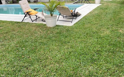 Photo of Allison B.'s yard after getting lawn care in Clearwater, FL