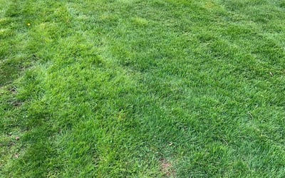Photo of Jenna H.'s yard after getting lawn care in Northport, NY