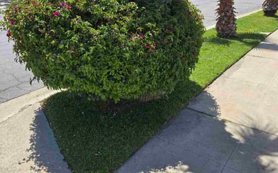 Photo of Courtney D.'s yard after getting lawn care in Pomona, CA