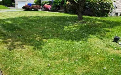Photo of Jackeline R.'s yard after getting lawn care in South Hadley, MA
