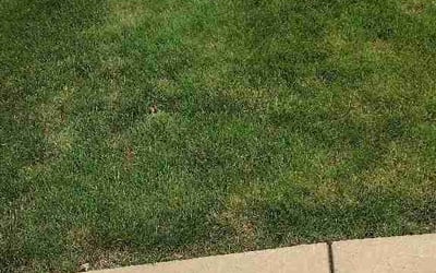 Photo of Ashley C.'s yard after getting lawn care in Niles, OH