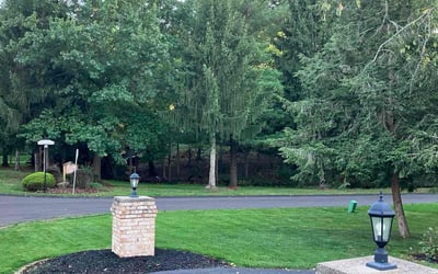 Photo of Noel P.'s yard after getting lawn care in Braddock, PA