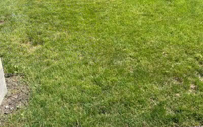Photo of Ramona J.'s yard after getting lawn care in Farmingville, NY
