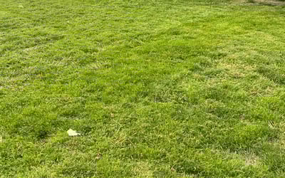 Photo of David B.'s yard after getting lawn care in Mount Pleasant, PA