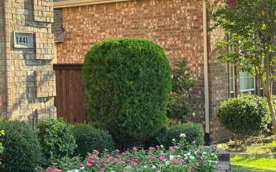 Photo of Kyle K.'s yard after getting lawn care in Tacoma, WA