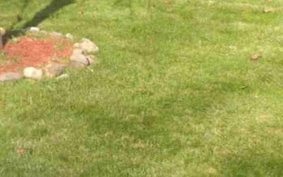 Photo of Kerri C.'s yard after getting lawn care in Dumont, NJ