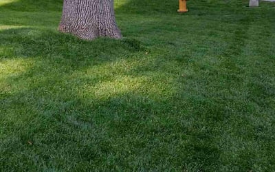 Photo of Rob U.'s yard after getting lawn care in Leawood, KS