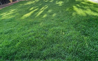 Photo of Julie P.'s yard after getting lawn care in Wheat Ridge, CO