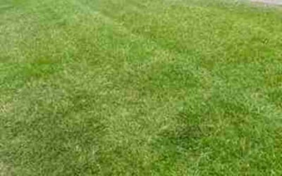 Photo of Alex H.'s yard after getting lawn care in Daphne, AL