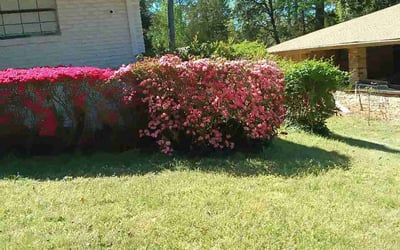 Photo of Lydia M.'s yard after getting lawn care in Ventura, CA