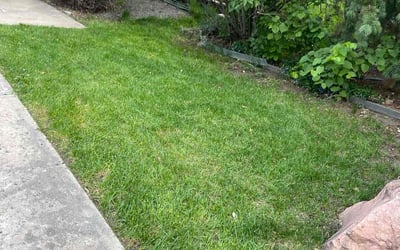 Photo of Rebecca E.'s yard after getting lawn care in Arvada, CO