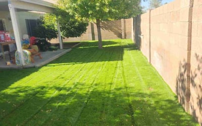 Photo of Walter D.'s yard after getting lawn care in Mesa, AZ