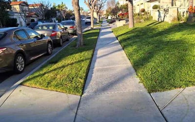 Photo of Jose M.'s yard after getting lawn care in Santa Ana, CA
