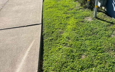 Photo of Marsha C.'s yard after getting lawn care in Alameda, CA