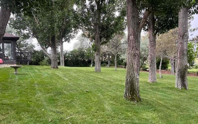 Photo of Louise B.'s yard after getting lawn care in Grosse Pointe, MI
