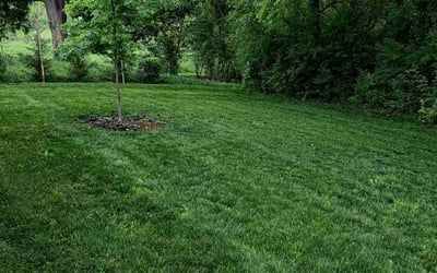 Photo of Carolyn H.'s yard after getting lawn care in Murfreesboro, TN