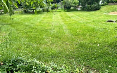 Photo of Raqiesha D.'s yard after getting lawn care in Ansonia, CT