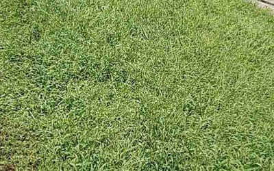 Photo of Aneesh A.'s yard after getting lawn care in Parker, CO