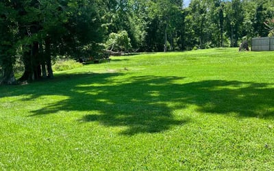 Photo of Tarsha A.'s yard after getting lawn care in Conway, SC