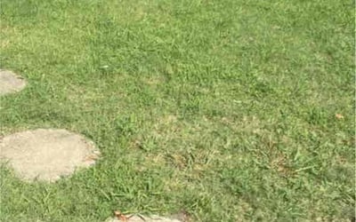 Photo of Mark J.'s yard after getting lawn care in Tewksbury, MA
