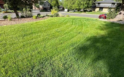 Photo of Edward S.'s yard after getting lawn care in Haines City, FL