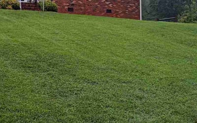 Photo of Gorgean A.'s yard after getting lawn care in Woodruff, SC