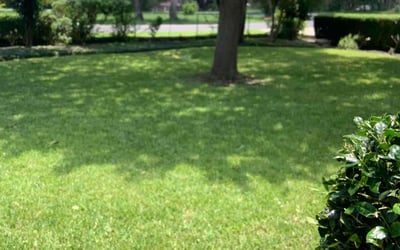 Photo of Charles M.'s yard after getting lawn care in Seguin, TX