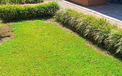 Photo of Tony S.'s yard after getting lawn care in Olive Branch, MS