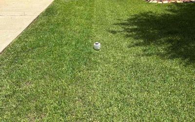 Photo of Shannon M.'s yard after getting lawn care in Burke, VA