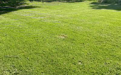 Photo of Jason A.'s yard after getting lawn care in Lawrence, MA