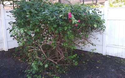 Photo of Cheryl L.'s yard after getting lawn care in Rockwall, TX