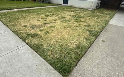 Photo of David C.'s yard after getting lawn care in Pittsburg, CA