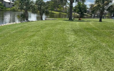 Photo of Orlando J.'s yard after getting lawn care in Camden, SC