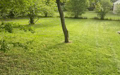 Photo of Shaun C.'s yard after getting lawn care in Flint, MI
